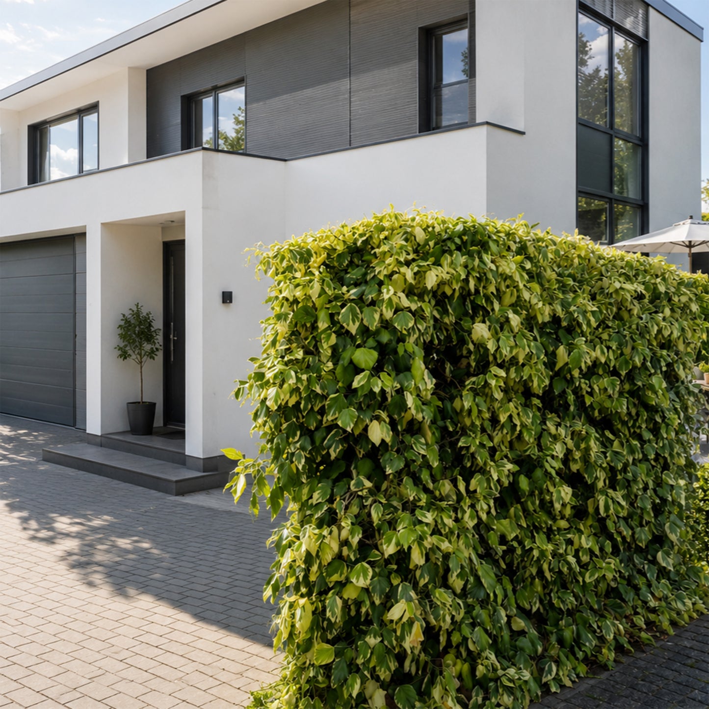 Hecke am laufenden Meter® mit Hedera colchica Projekt