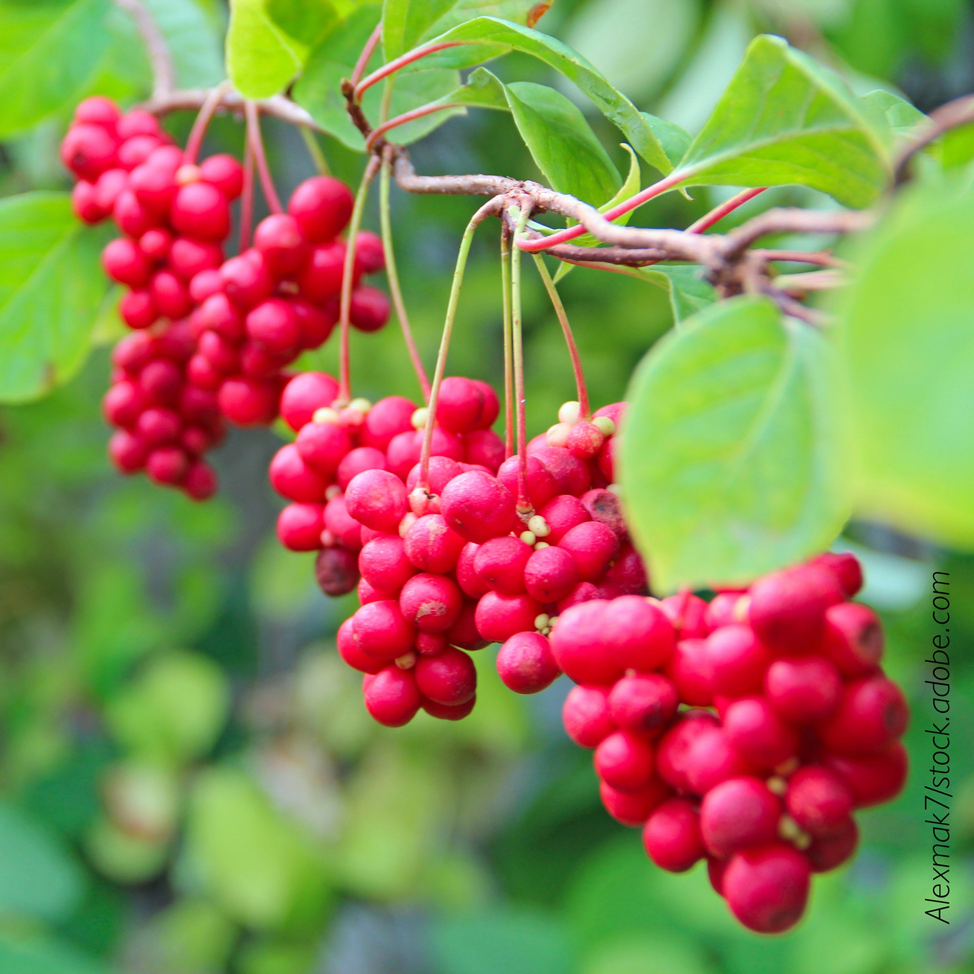 Hecke am laufenden Meter® mit Schisandra chinensis, Früchte ©Alexmak7 - Stock.adobe.com