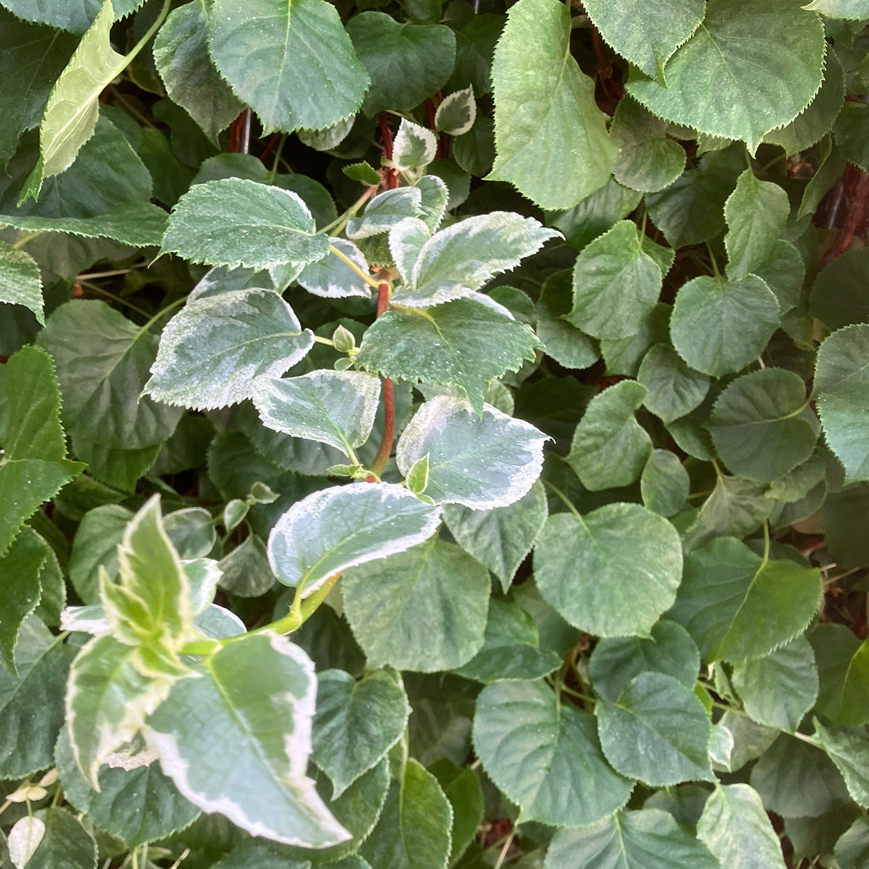 Hecke am laufenden Meter® - Hydrangea anomala (Take a chance®) - Kletterhortensie