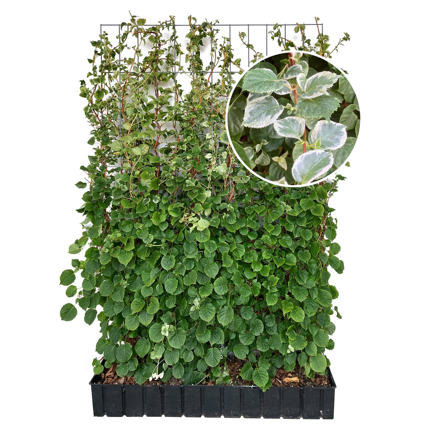 Fertighecke mit Hydrangea 'Take a chance®'