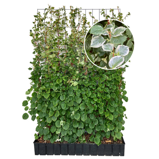 Hecke am laufenden Meter® - Hydrangea anomala (Take a chance®) - Kletterhortensie