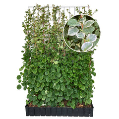 'Hecke am laufenden Meter' - Hydrangea anomala (Take a chance®) - Kletterhortensie
