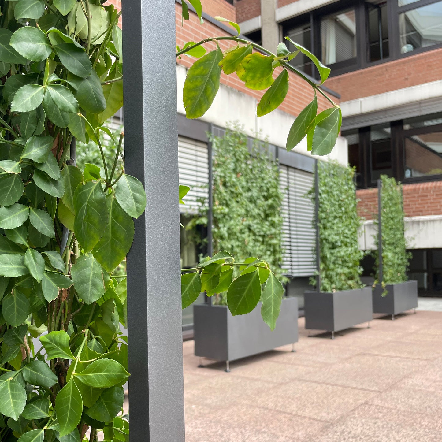 Hecke am laufenden Meter® Euonymus mit Pflanzgefäß Oslo
