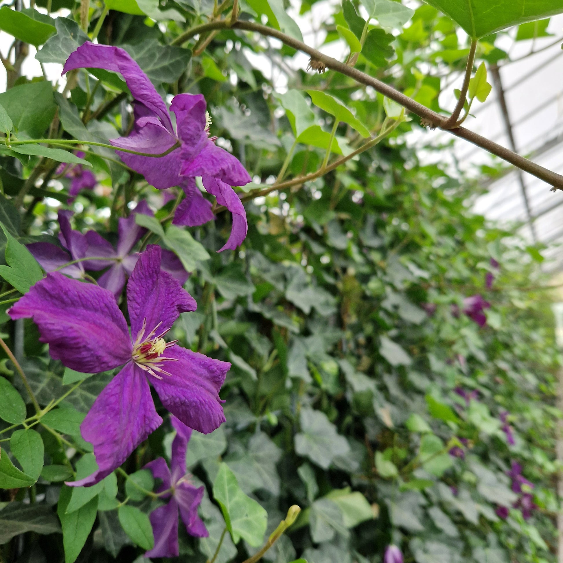 Hecke am laufenden Meter®  mit Hedera helix 'Woerneri' und sommerblügender Clematis in violett