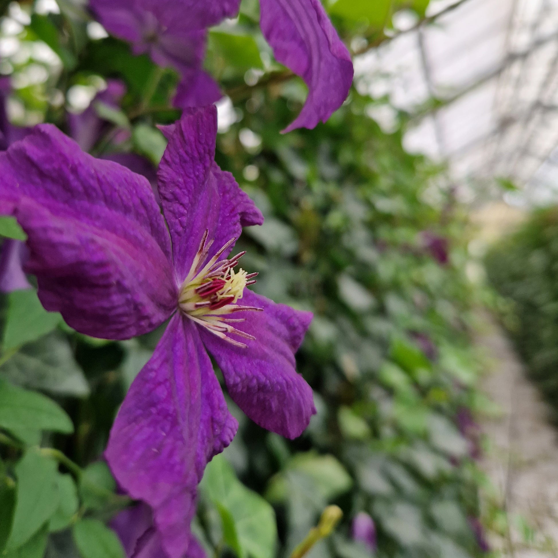 Hecke am laufenden Meter®  mit Hedera helix 'Woerneri' und sommerblügender Clematis in violett