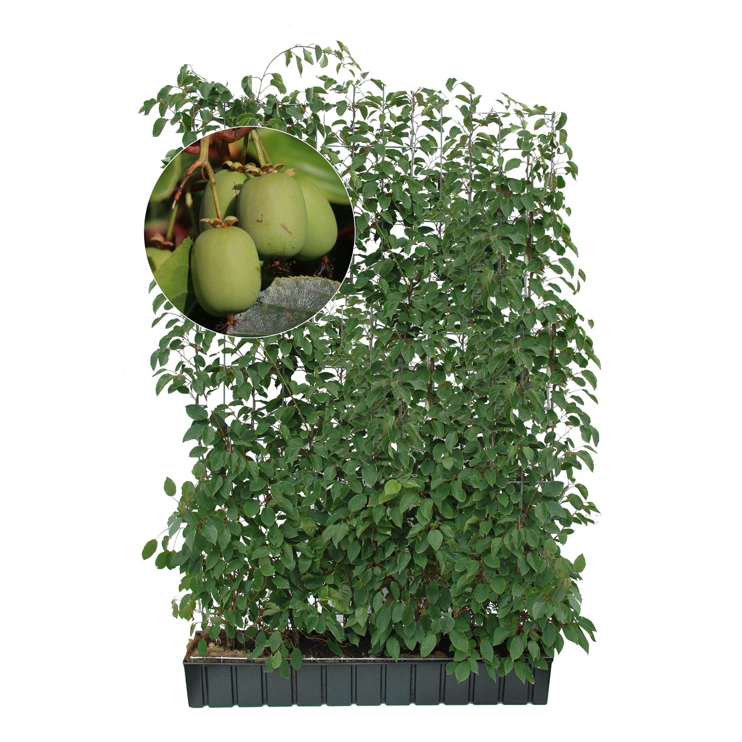 Hecke am laufenden Meter® Genuss mit Traubenkiwi Actinidia arguta 'Geneva' 
