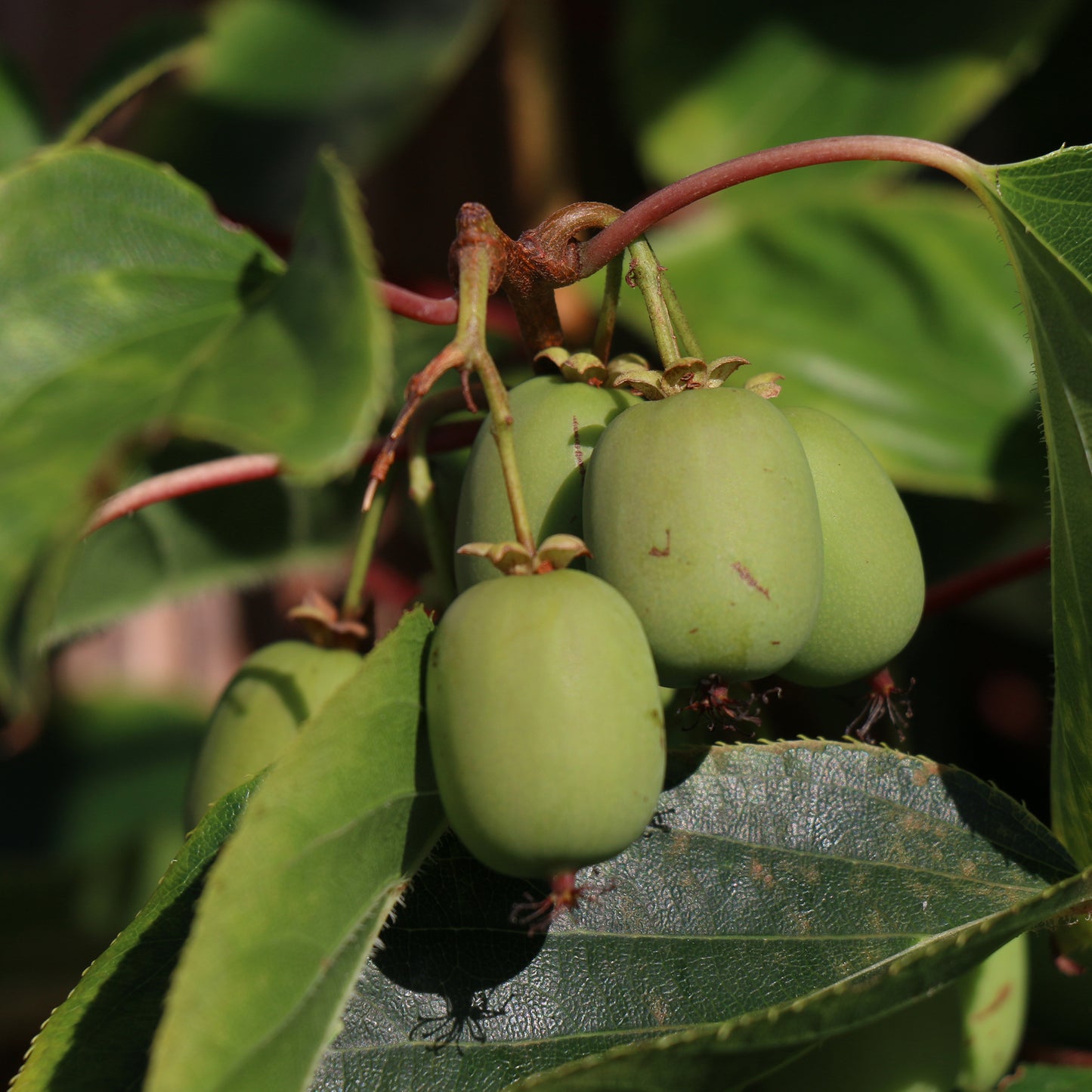 Traubenkiwi Actinidia arguta 'Geneva' an der Hecke am laufenden Meter® Genuss