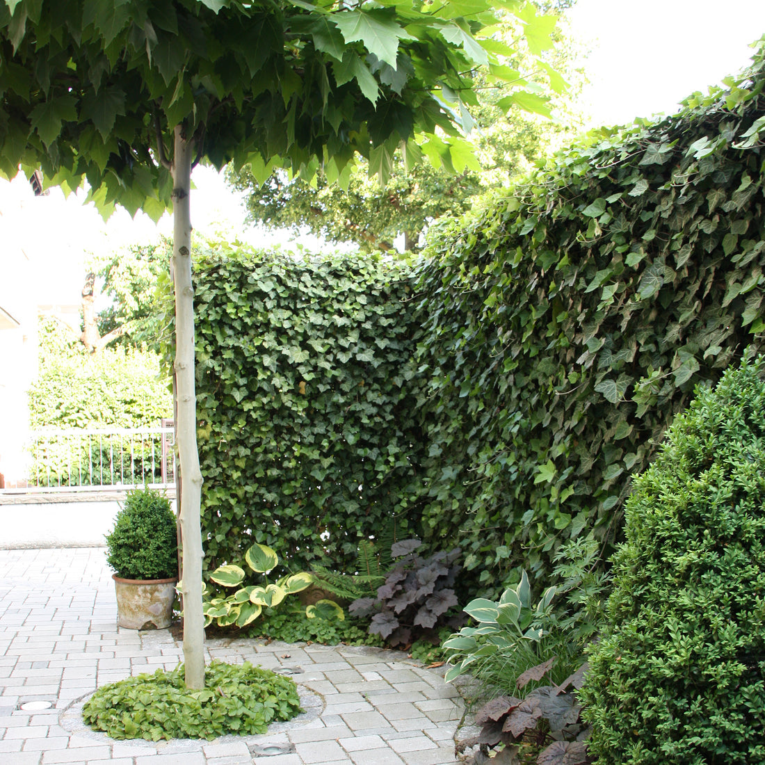 Hecke am laufenden Meter® Efeu