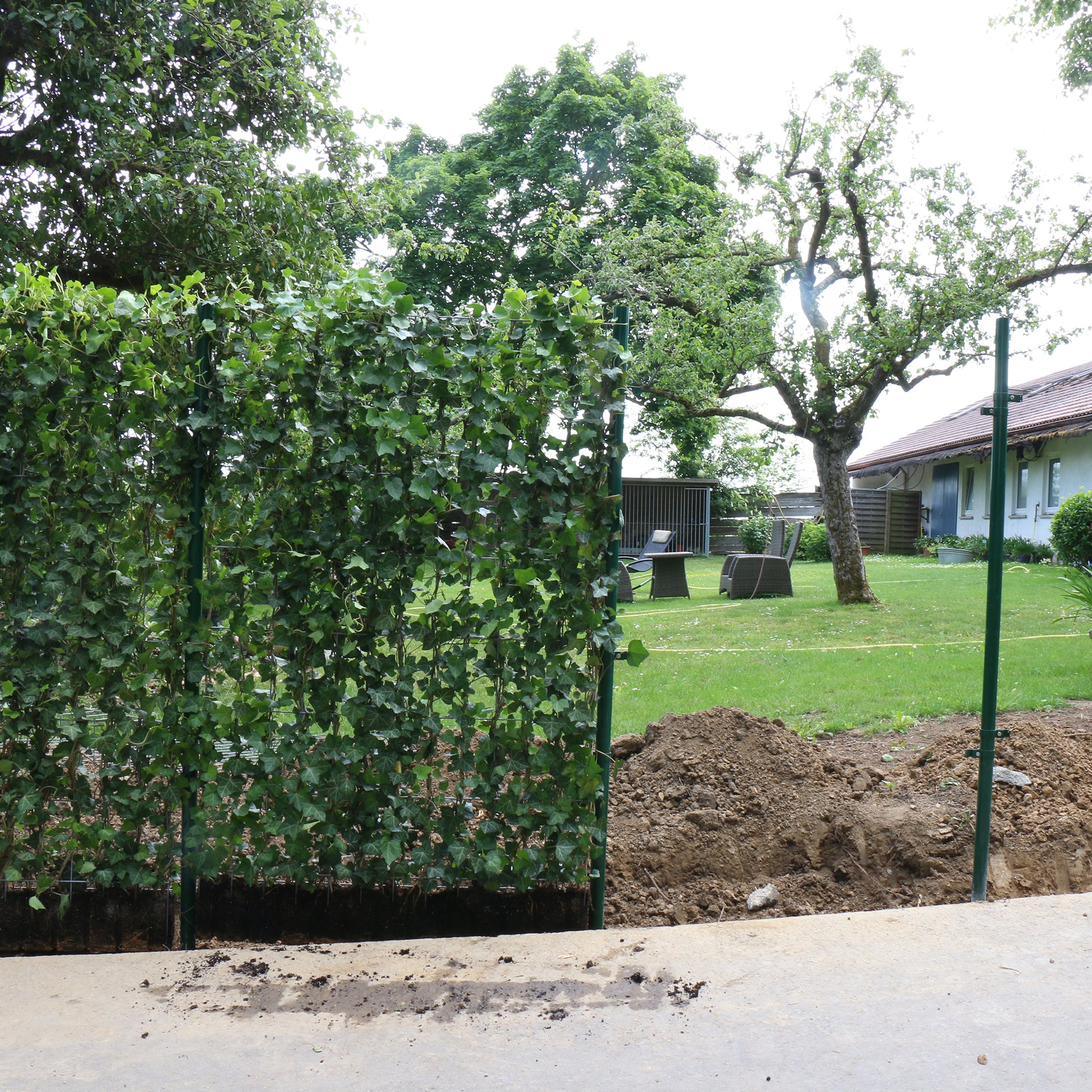 Hecke am laufenden Meter® Efeu