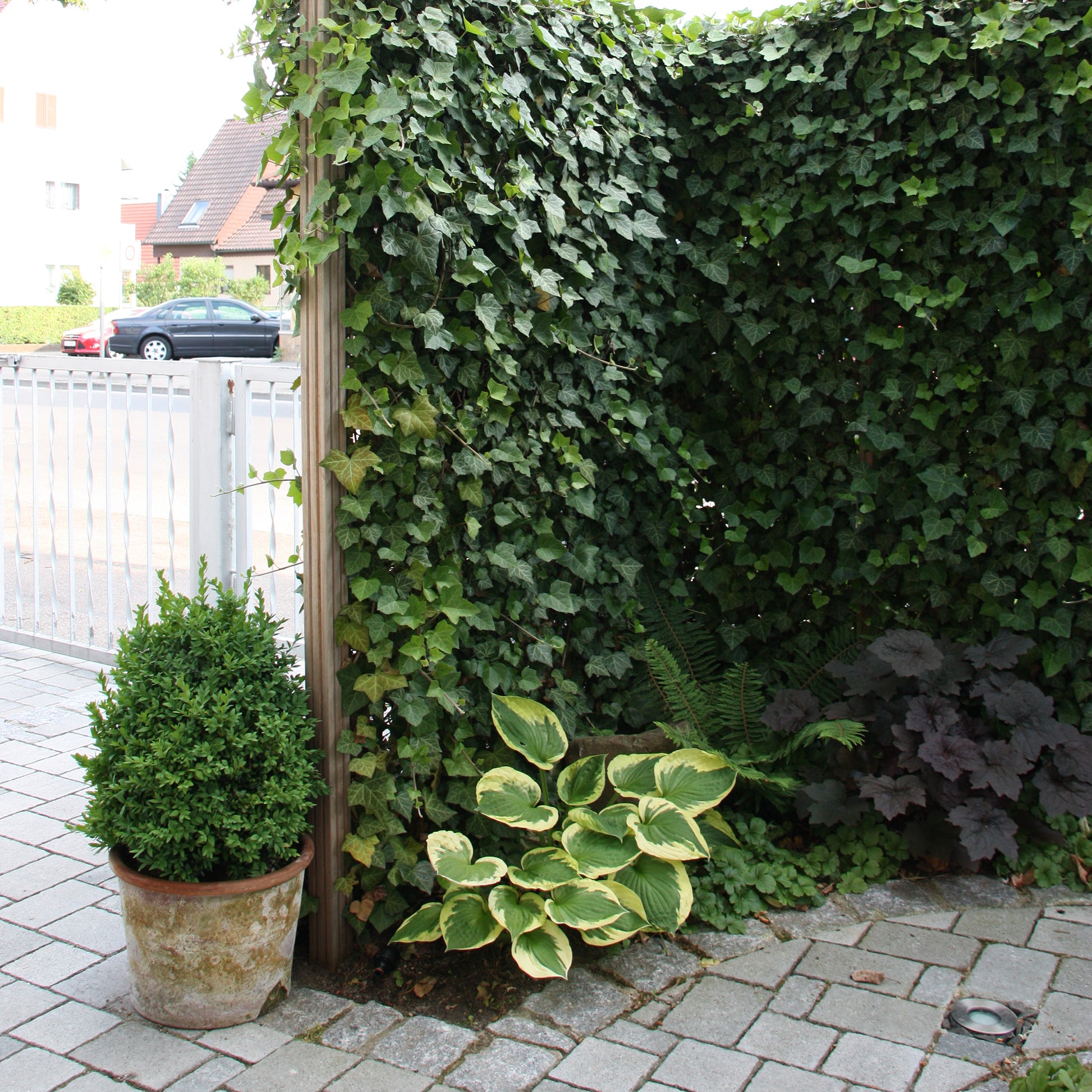 Hecke am laufenden Meter® Efeu