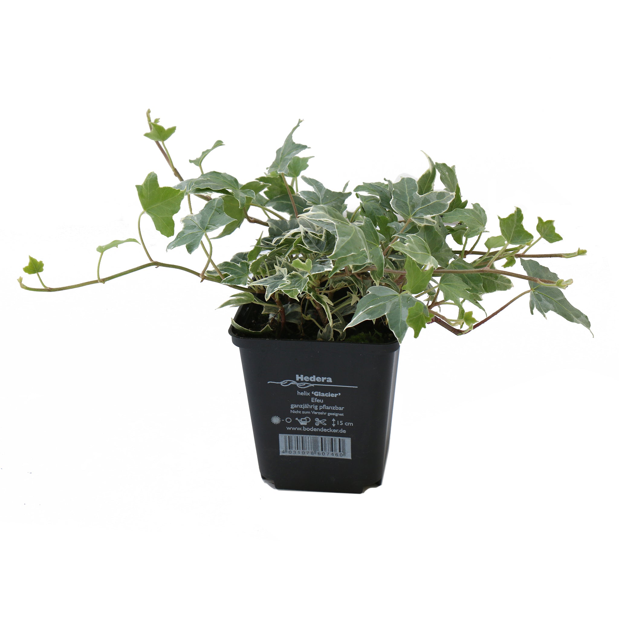 Hedera helix 'Glacier' | Efeu