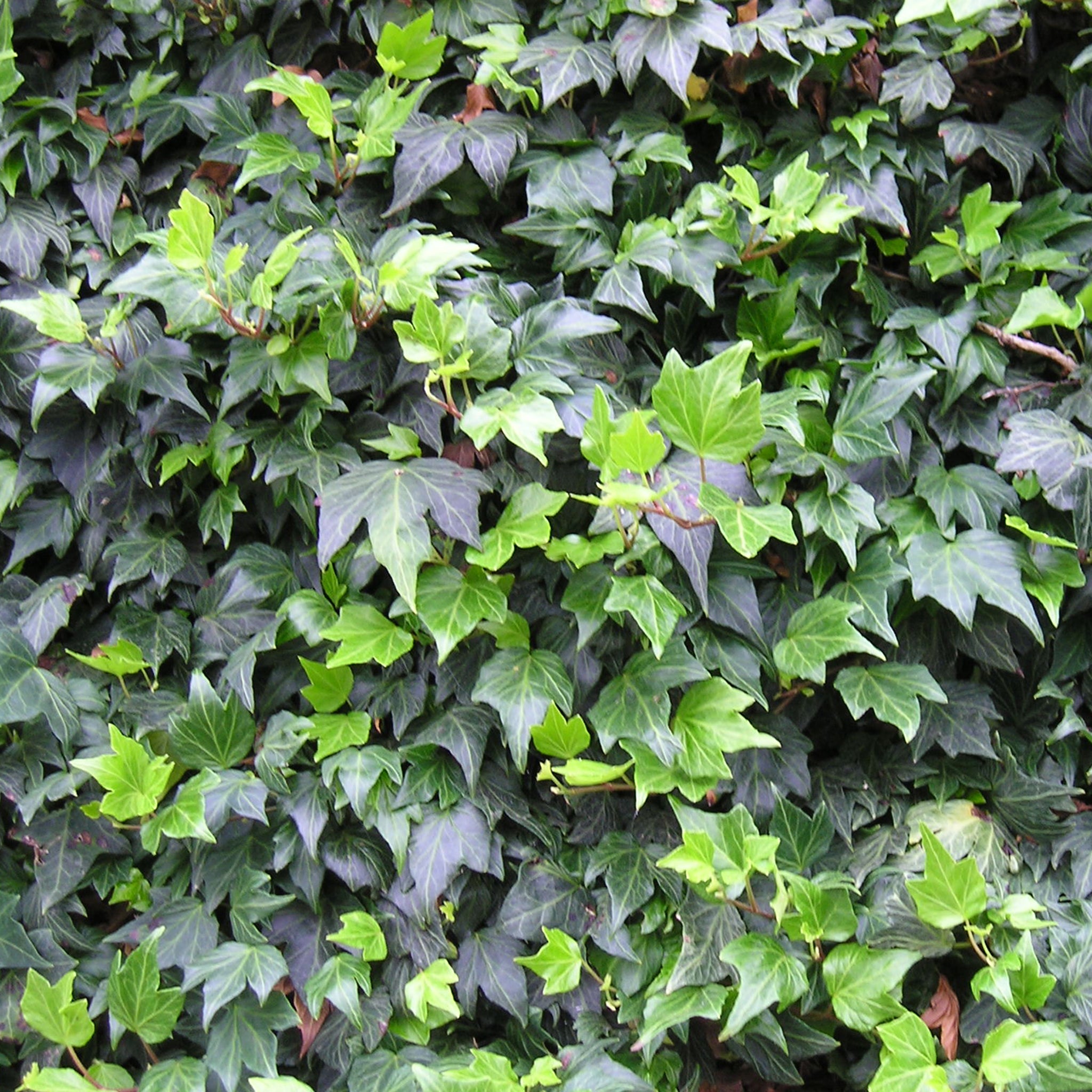 Efeu | Hedera helix 'Green Ripple'
