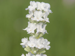 Lavandula ang. 'Arctic Snow' - weißer Lavendel