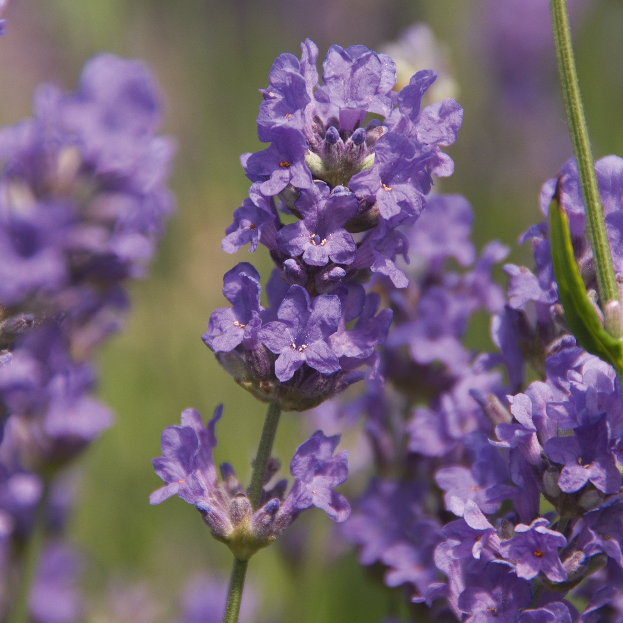 Lavandula ang. 'Cedar Blue' - hellblauer Lavendel