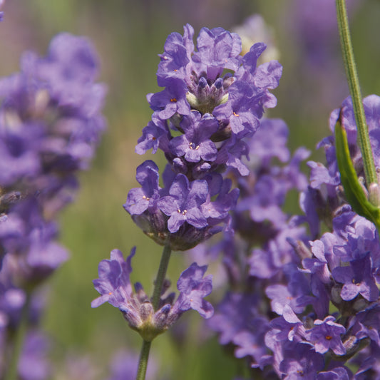 Lavandula ang. 'Cedar Blue' - hellblauer Lavendel