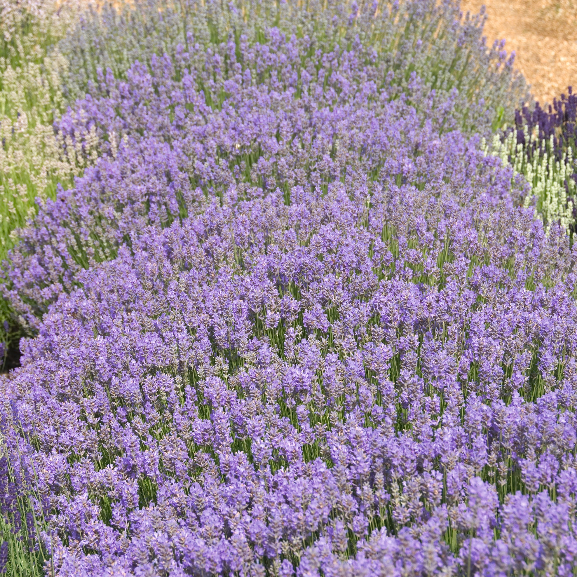 Lavandula ang. 'Cedar Blue' - hellblauer Lavendel