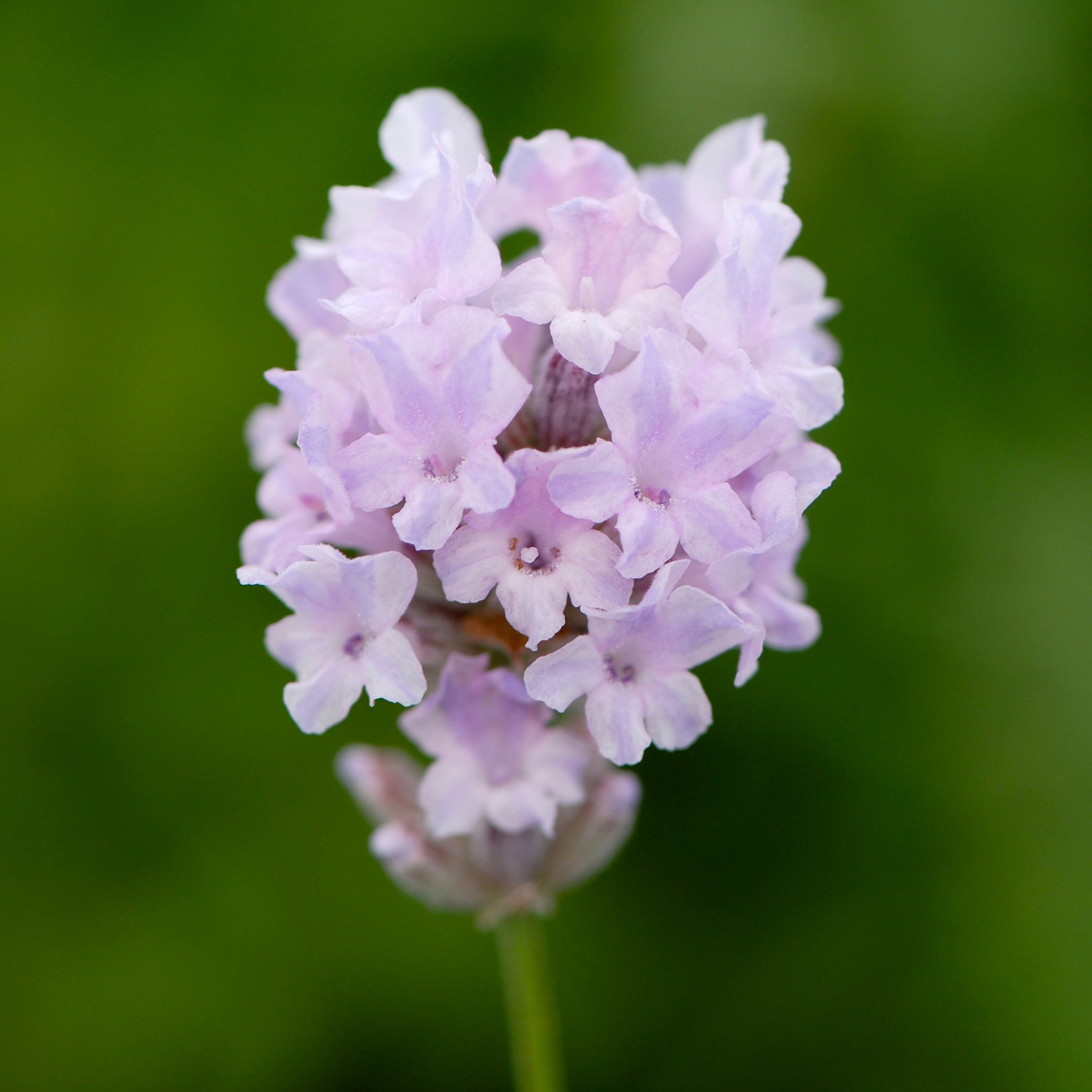 Lavandula ang. 'Little Lottie' - rosa Lavendel