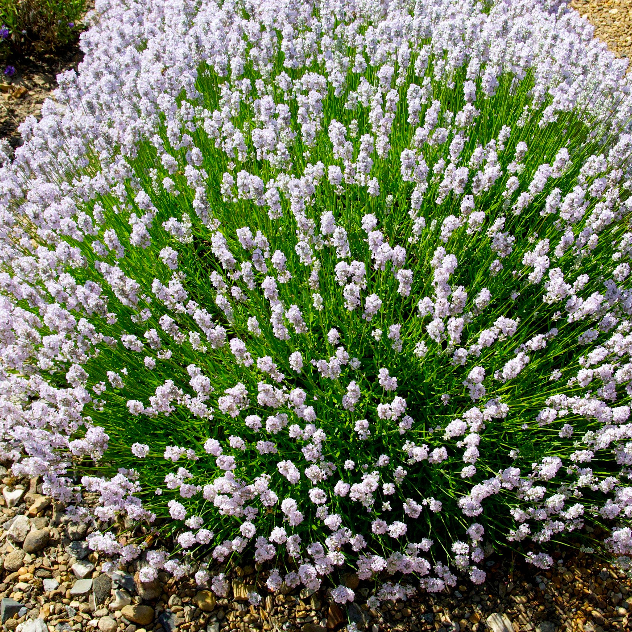 Lavandula ang. 'Little Lottie' - rosa Lavendel