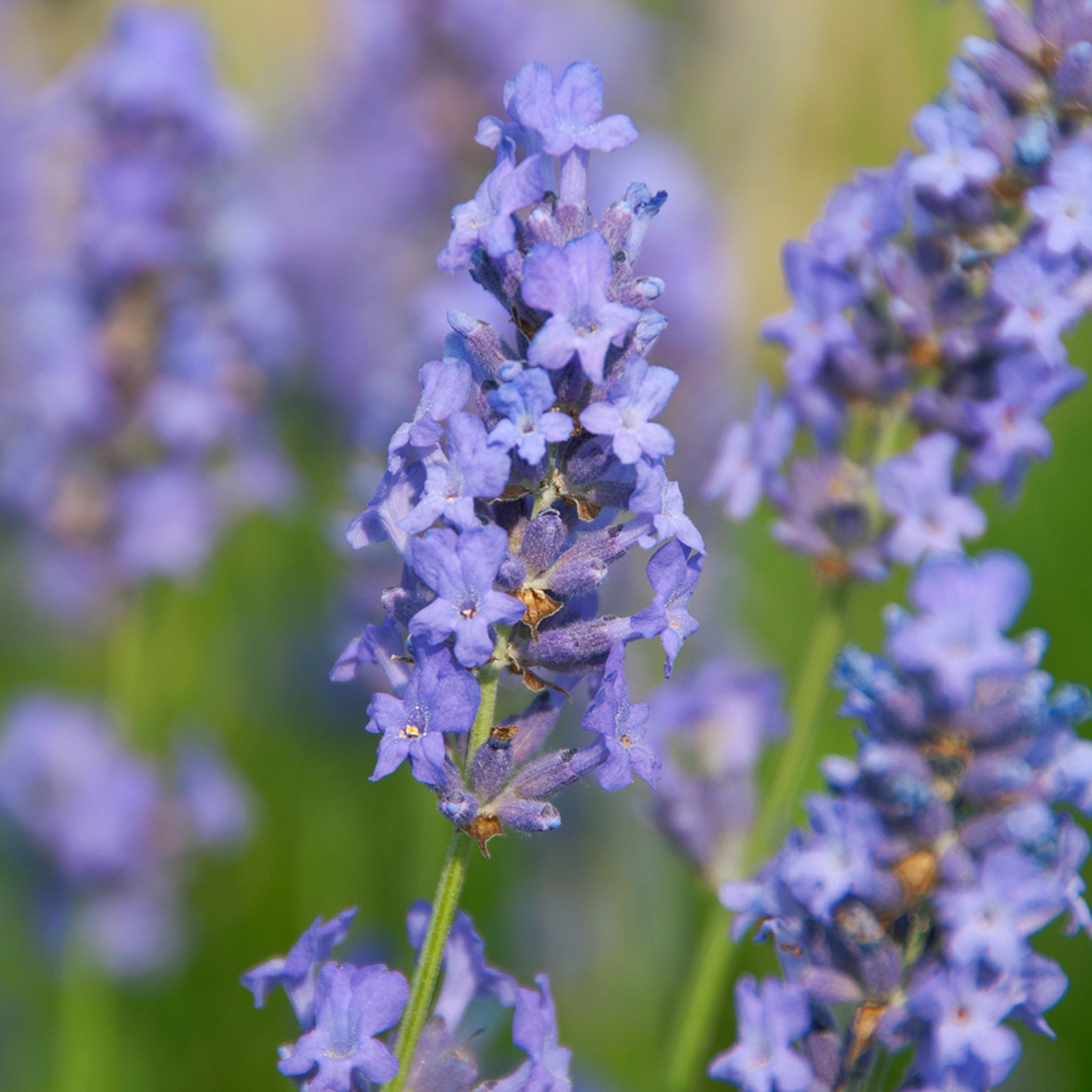 Lavandula ang. 'Lullaby Blue' - hellblauer Lavendel