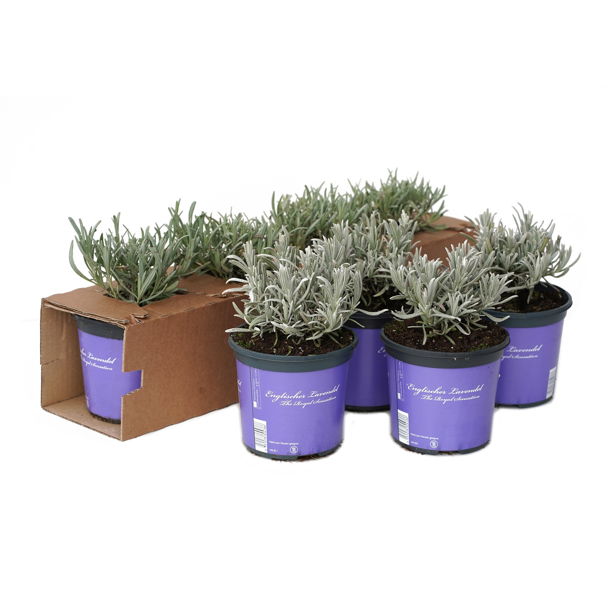 Lavandula ang. 'Lullaby Blue' - hellblauer Lavendel