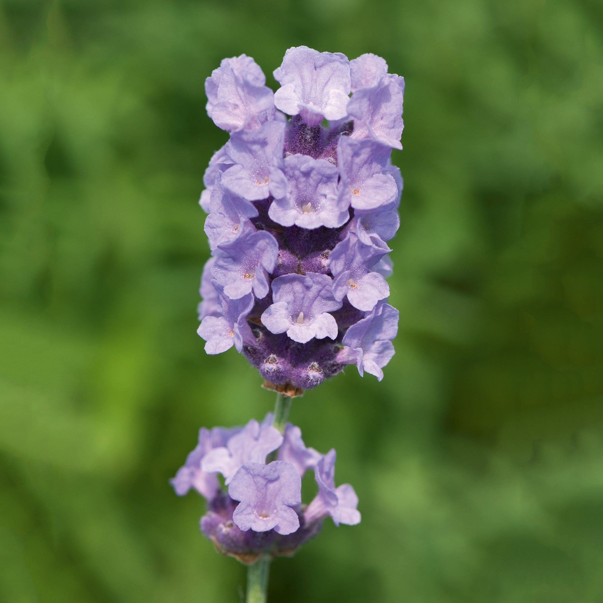 Lavandula ang. 'Melissa Lilac'® - hellblauer Lavendel