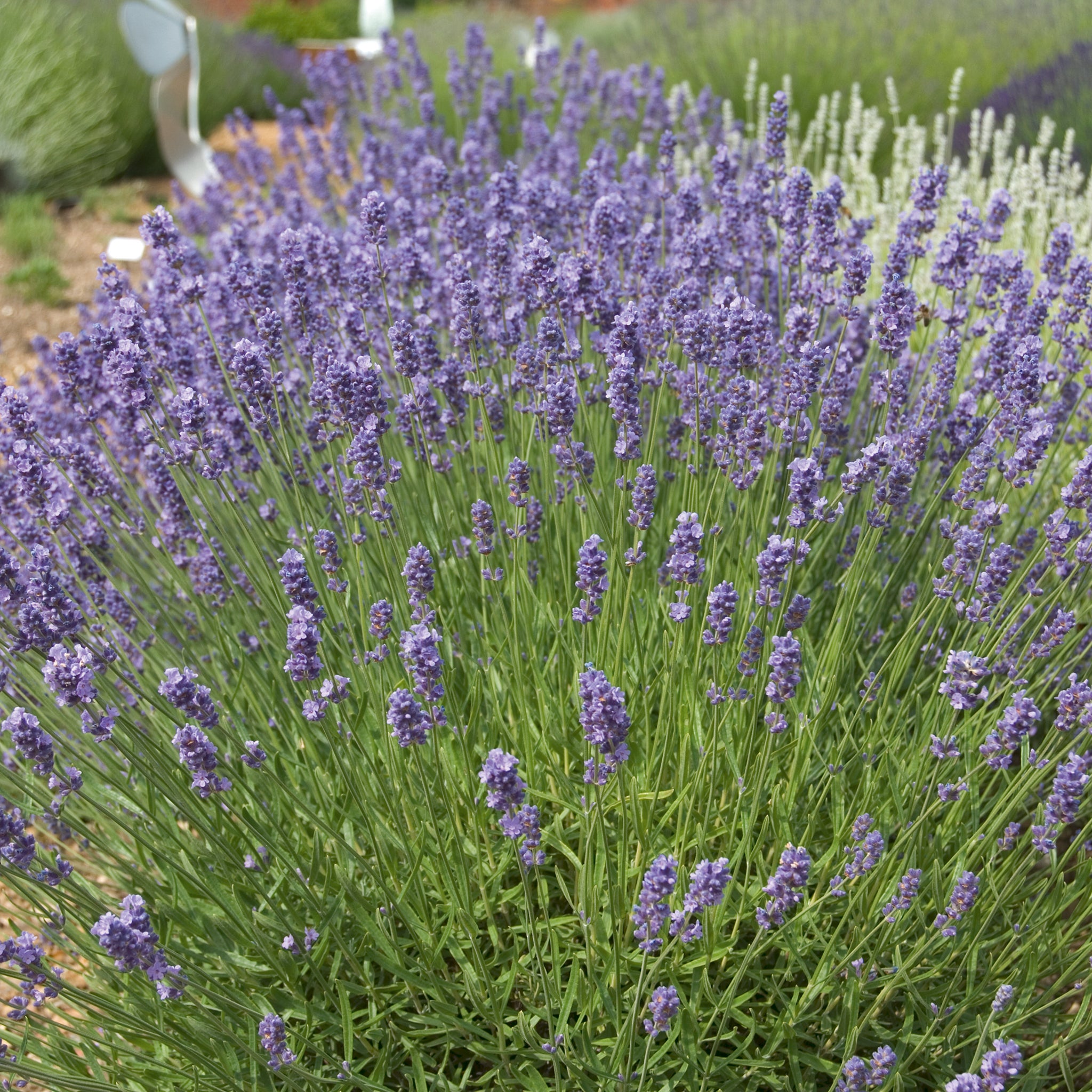 Lavandula ang. 'Melissa Lilac'® - hellblauer Lavendel