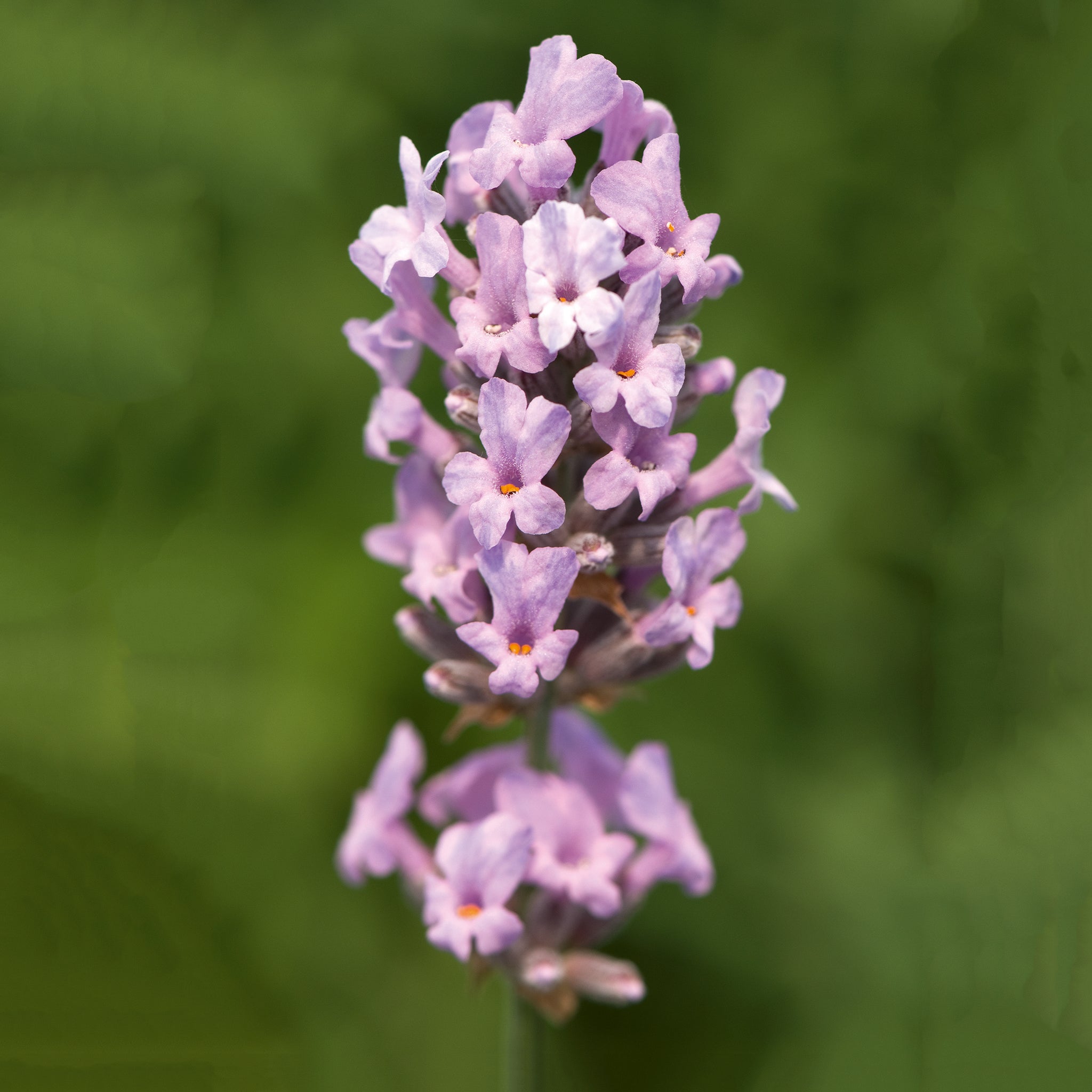 Lavandula ang. 'Miss Katherine' - rosa Lavendel