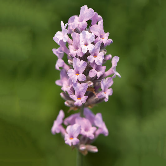 Lavandula ang. 'Miss Katherine' - rosa Lavendel