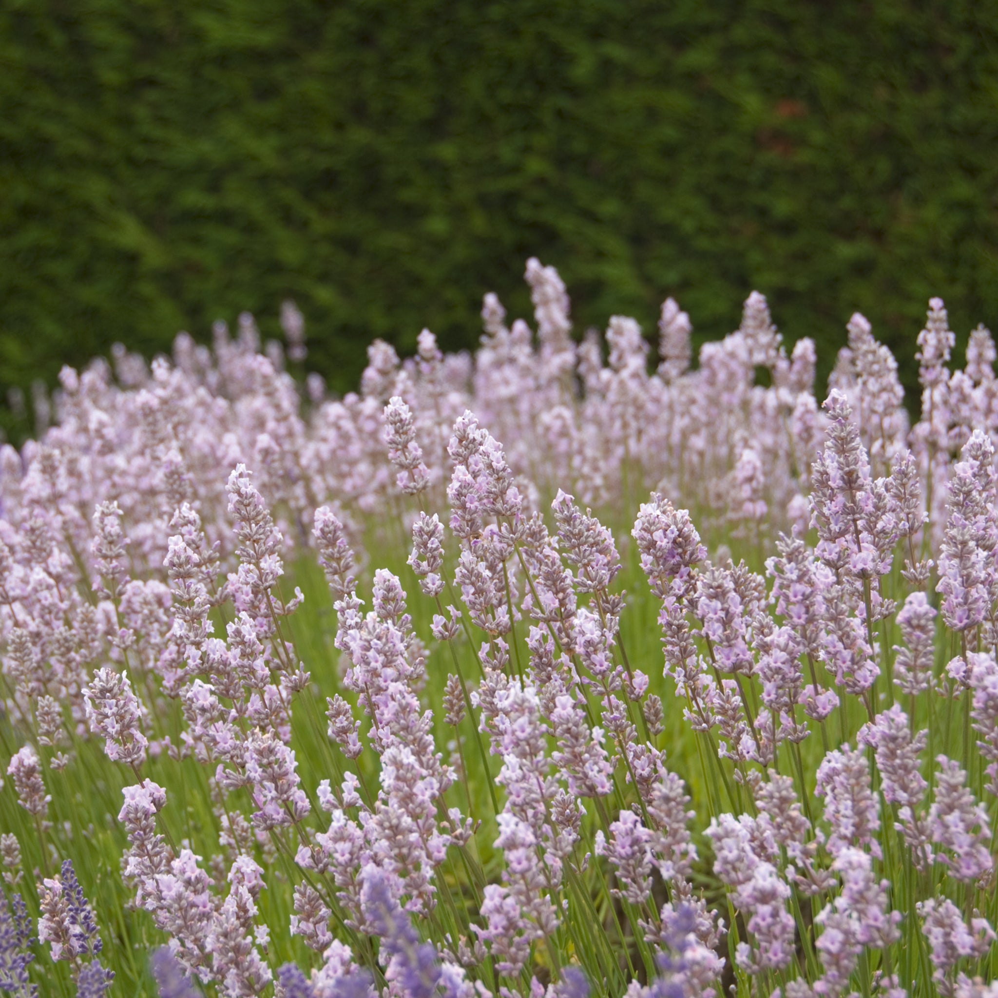 Lavandula ang. 'Miss Katherine' - rosa Lavendel