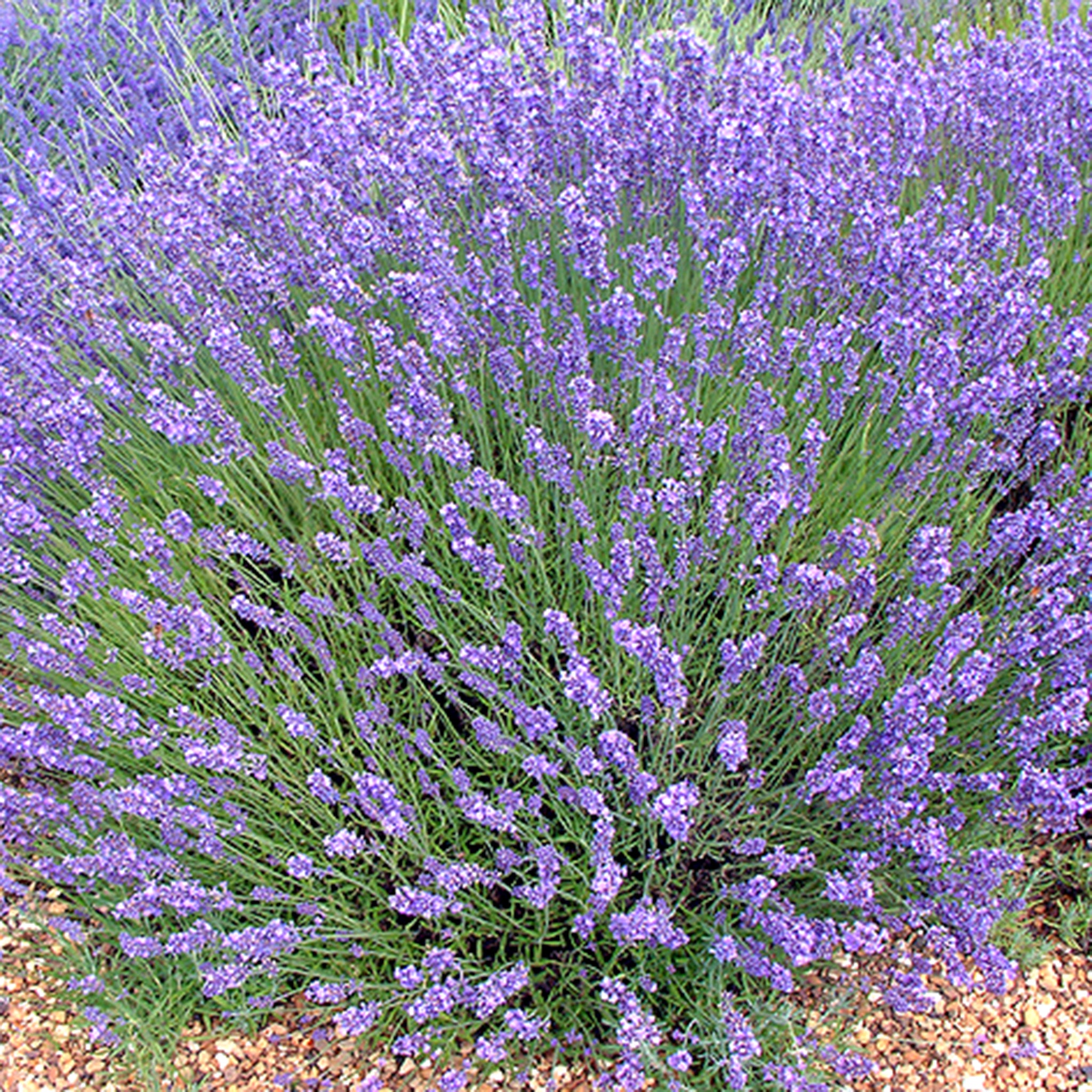 Englischer Lavendel Downderry Lavendel In Vielen Farben Helix Pflanzen englischer-lavendel-downderry-lavendel-in-vielen-farben-helix-pflanzen