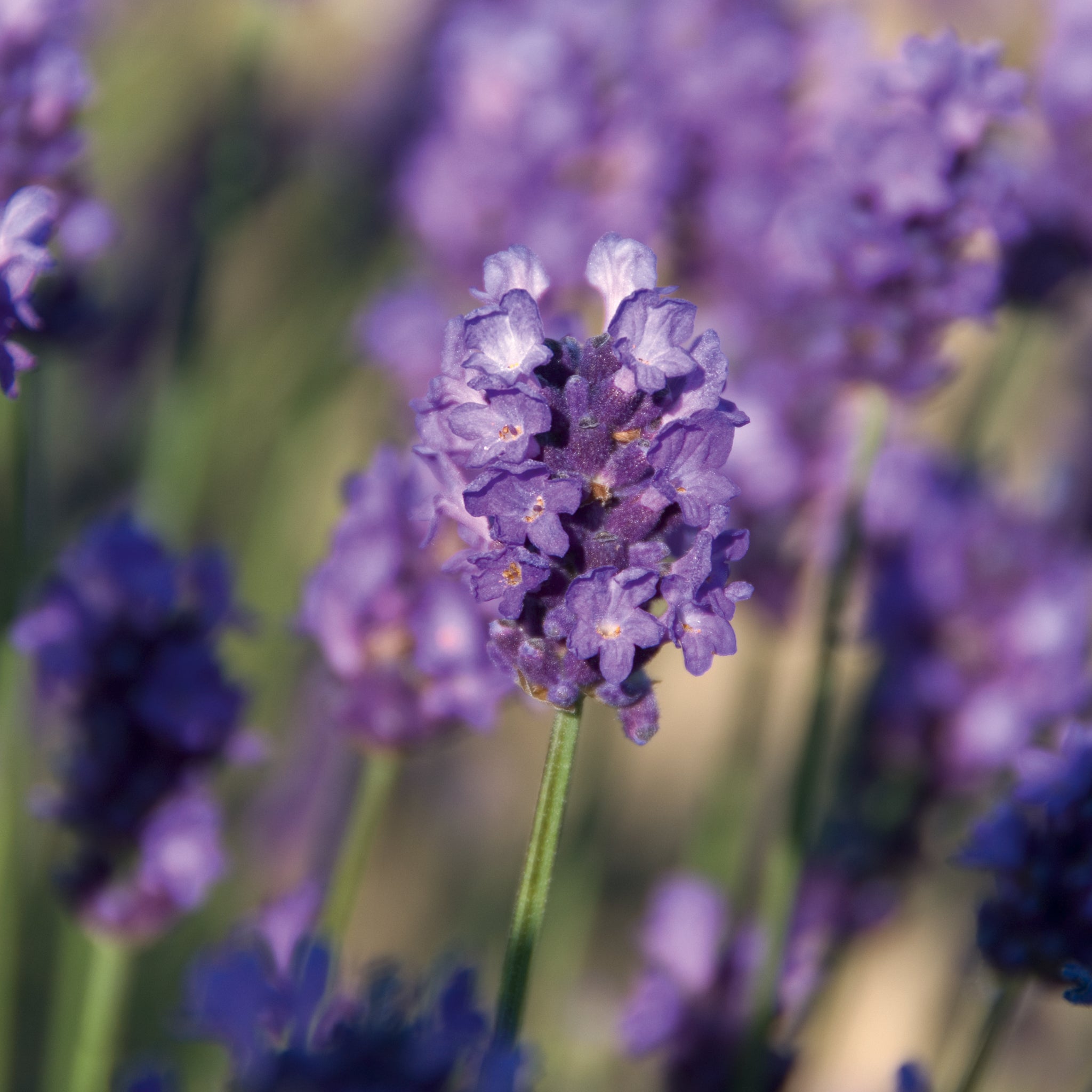 Lavandula ang. 'Peter Pan' - dunkelblauer Lavendel