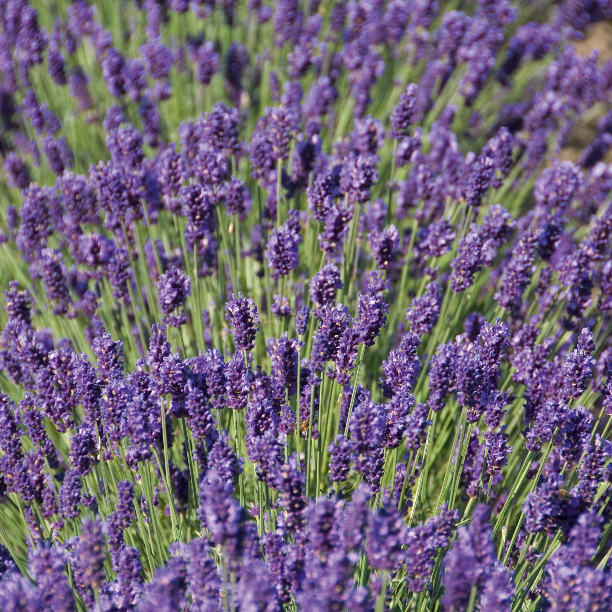 Lavandula ang. 'Peter Pan' - dunkelblauer Lavendel