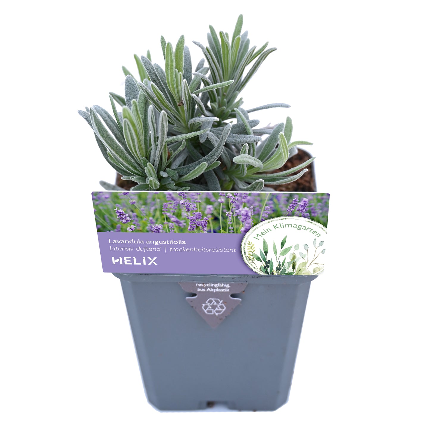 Lavandula angustifolia - Lavendel blau - Set