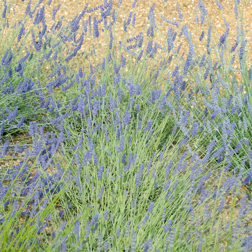 Lavandula x chay. 'Silver Sands' - blauer silberlaubiger Lavendel