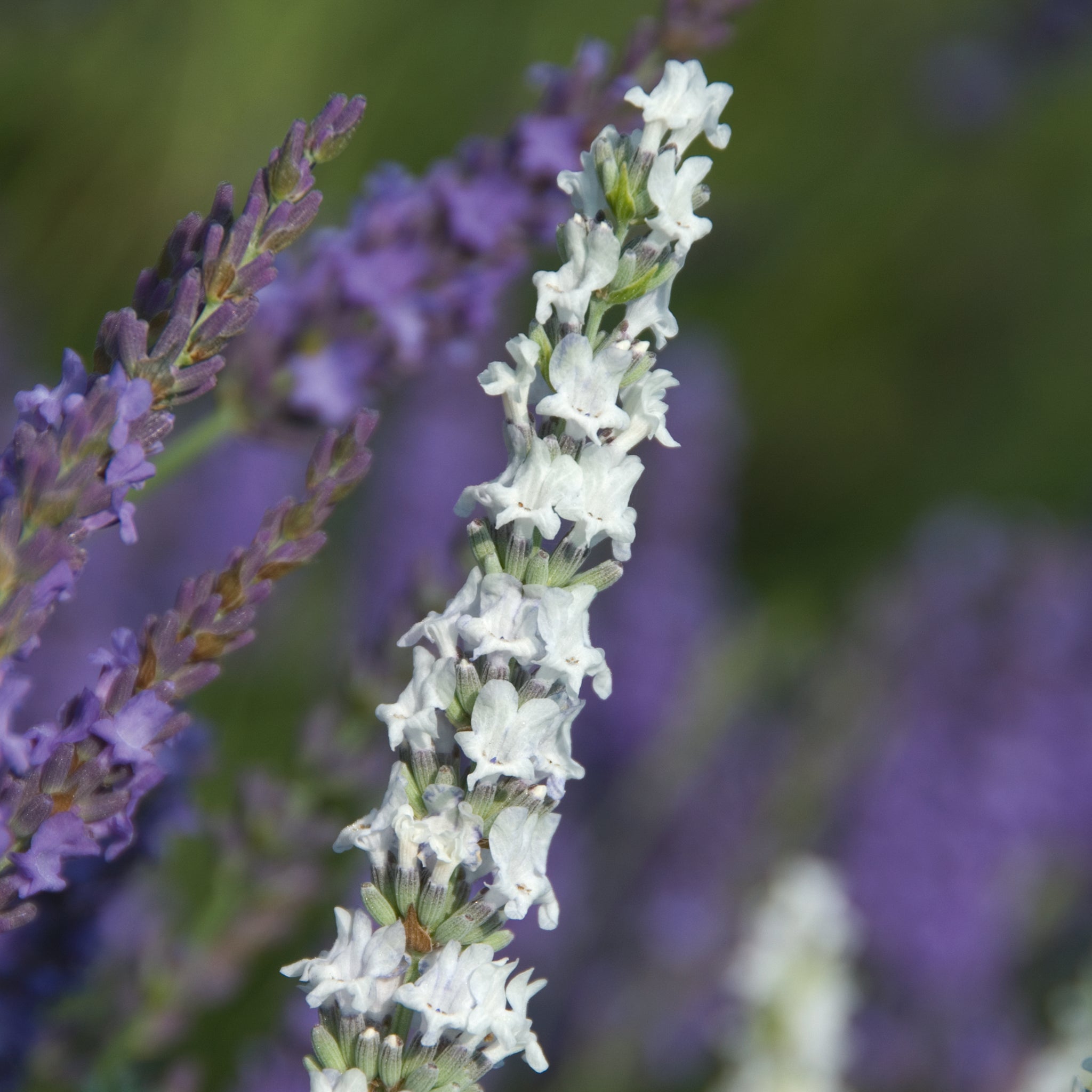 Lavandula x intermedia 'Edelweiß' - weißer Lavendel