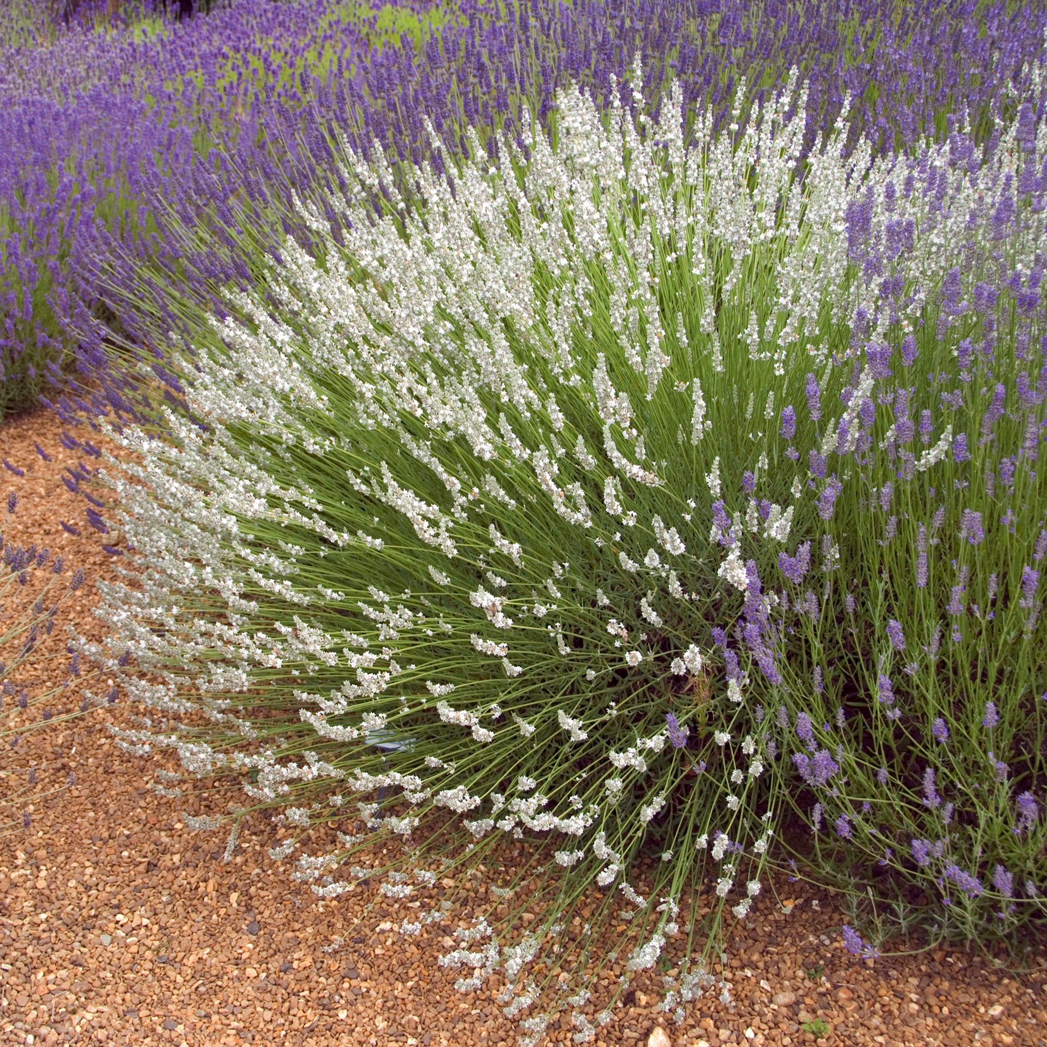 Lavandula x intermedia 'Edelweiß' - weißer Lavendel
