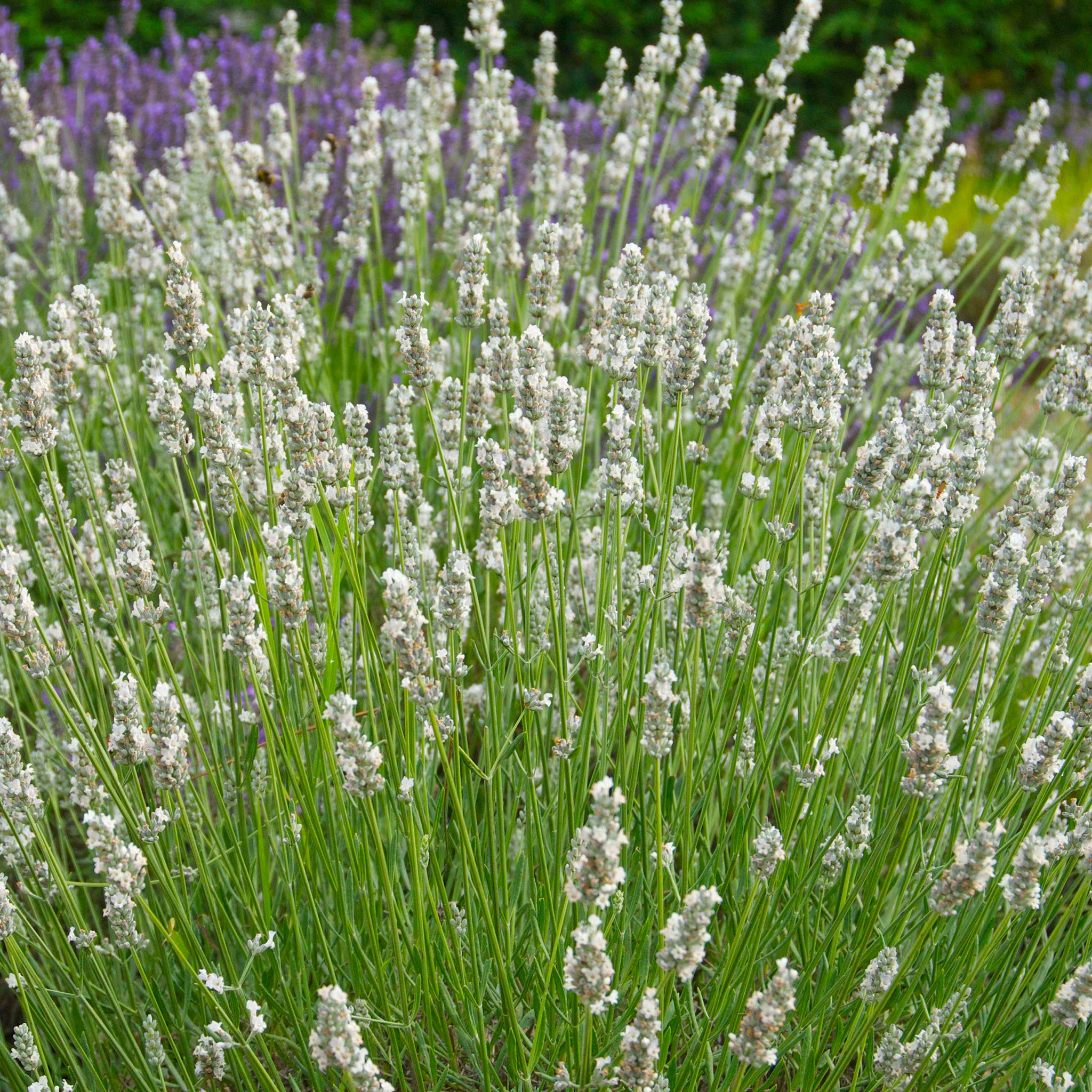 Lavandula x intermedia 'Heavenly Angel'® - weißer Lavendel
