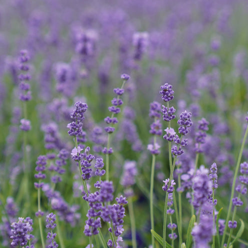 Lavandula angustifolia - Lavendel blau - Set