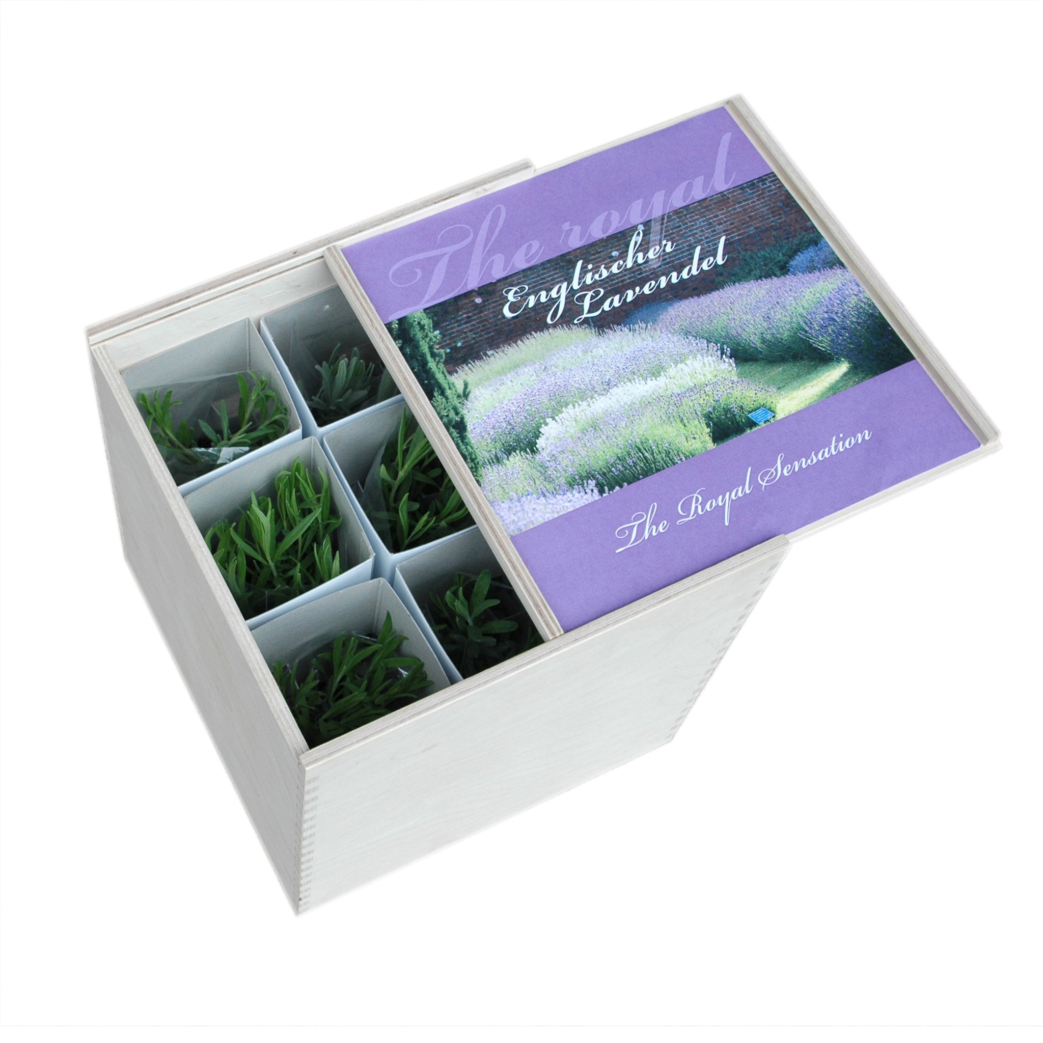 Lavendel - Geschenkset Englischer Lavendel in der Holzbox