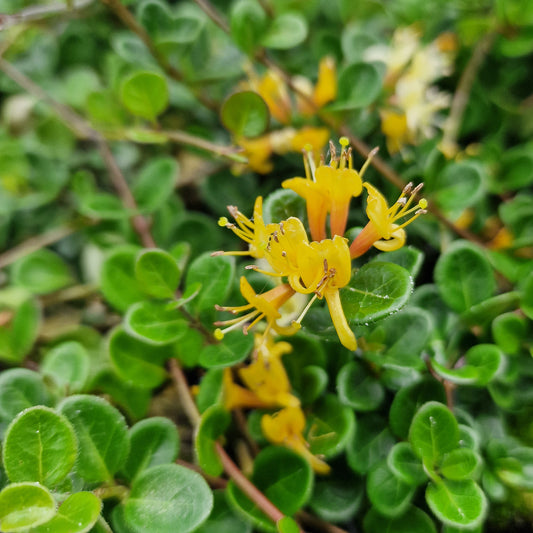 Lonicera crassifolia 'Little Honey'