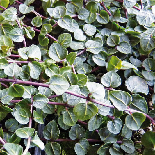 Laub von Mitchella repens - Echte Rebhuhnbeere 