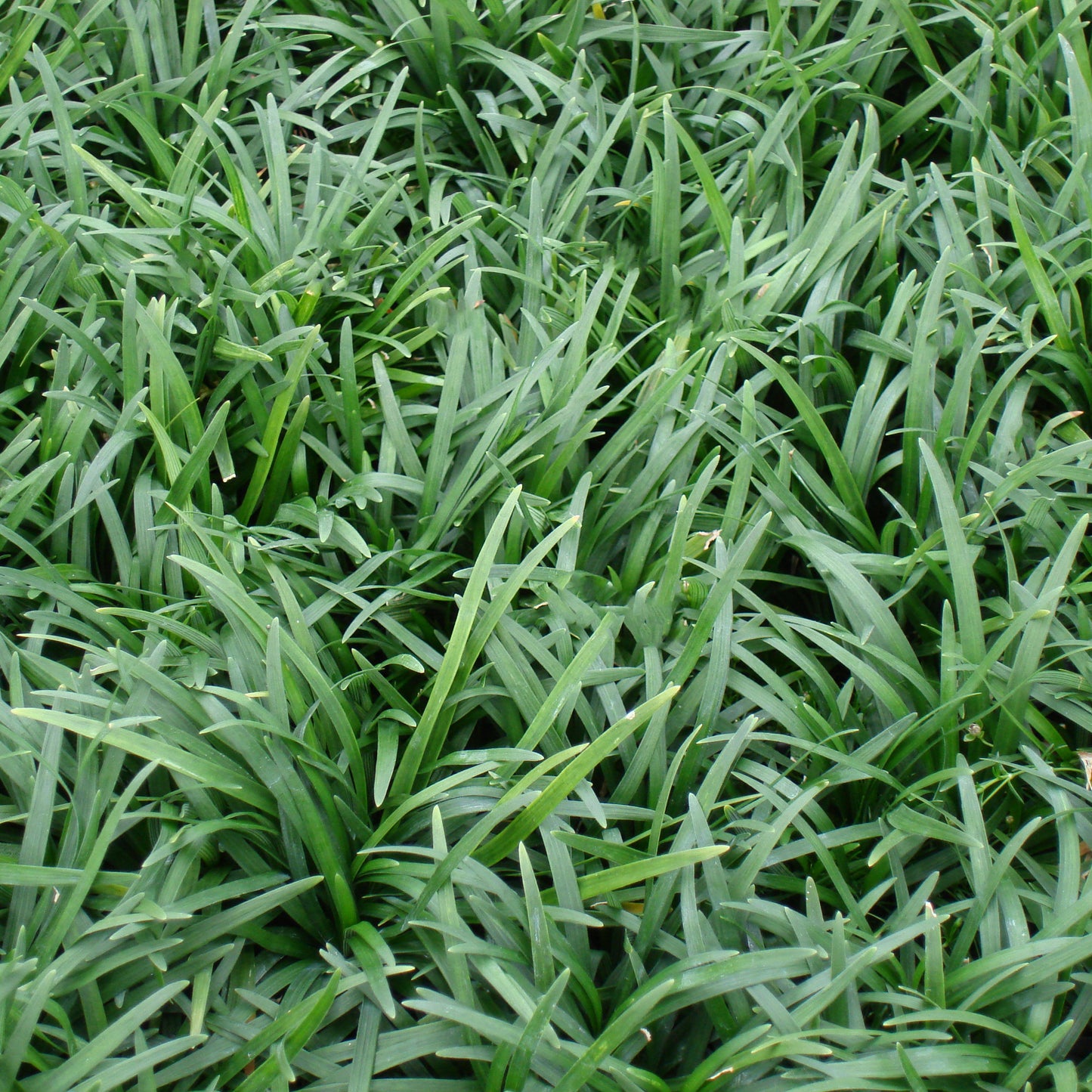 Ophiopogon japonicus "Dwarf Mondo" - Grüner Schlangenbart - Set
