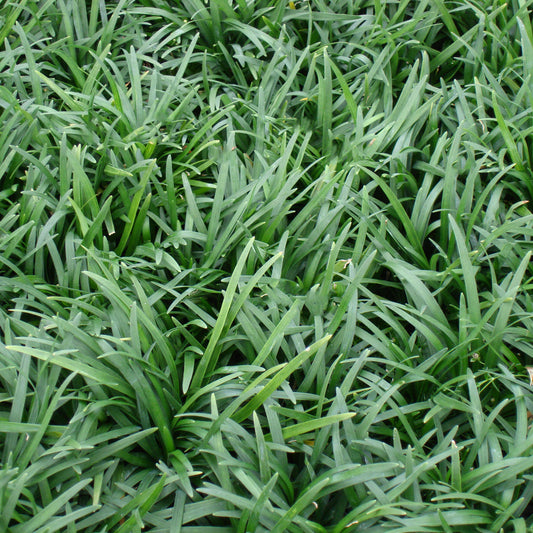 Ophiopogon japonicus "Dwarf Mondo" - Grüner Schlangenbart - Set