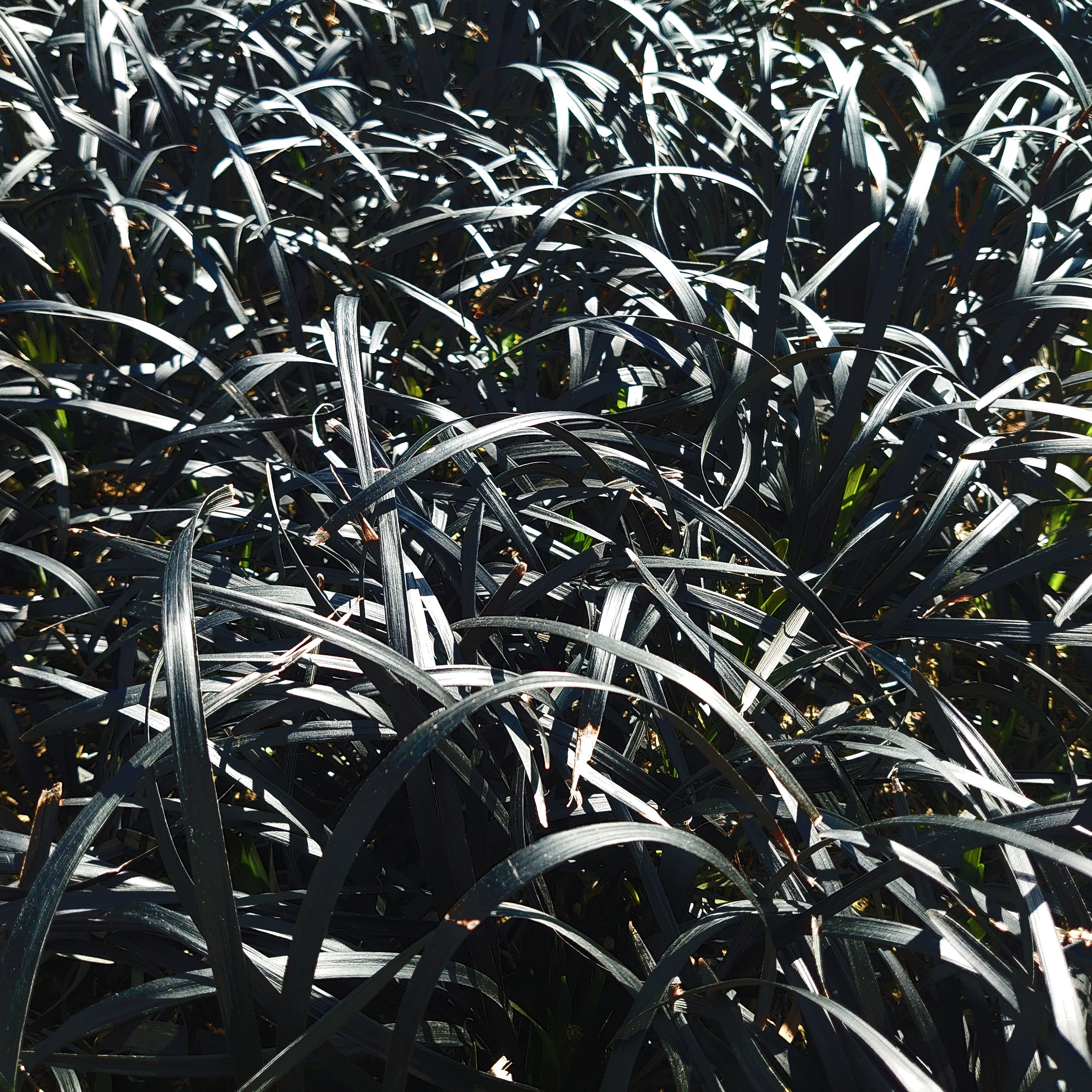 Ophiopogon planiscapus Niger -Schwarzer Schlangenbart
