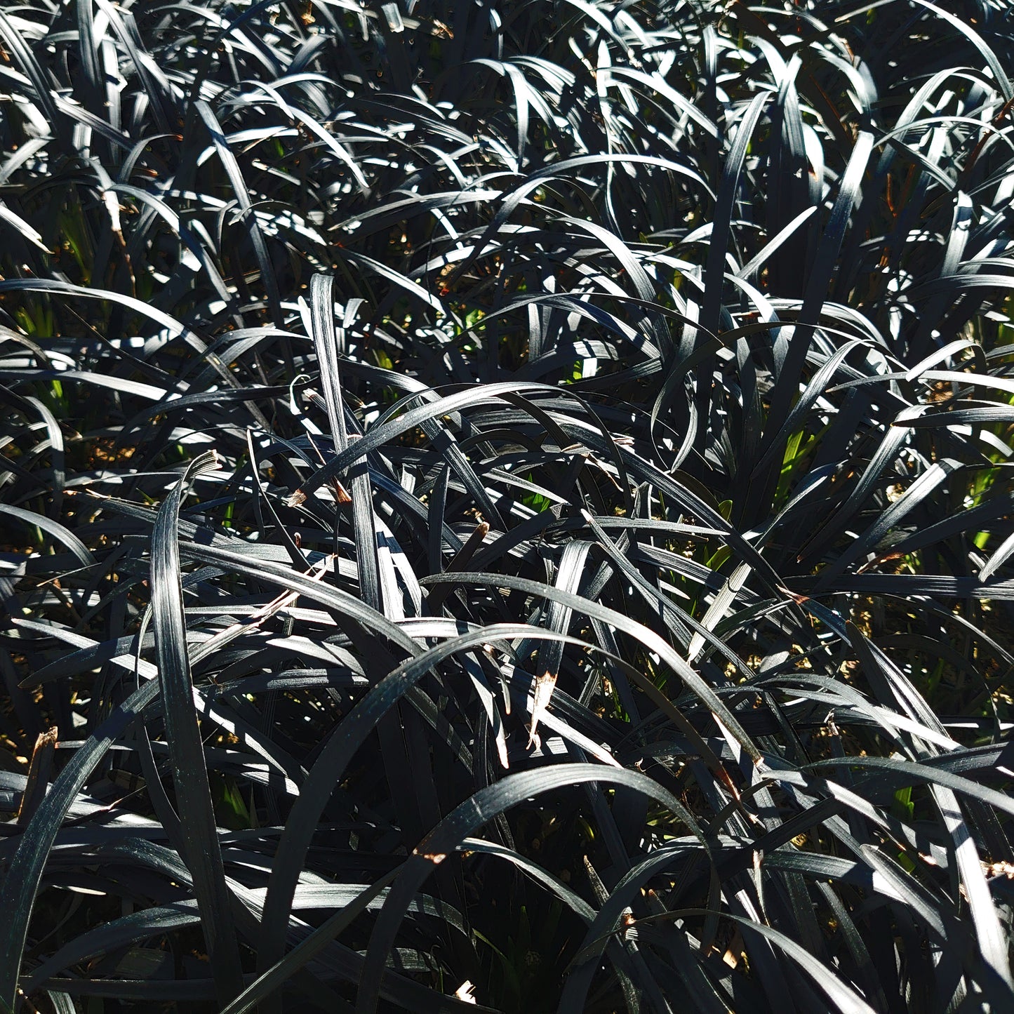 Ophiopogon planiscapus Niger -Schwarzer Schlangenbart