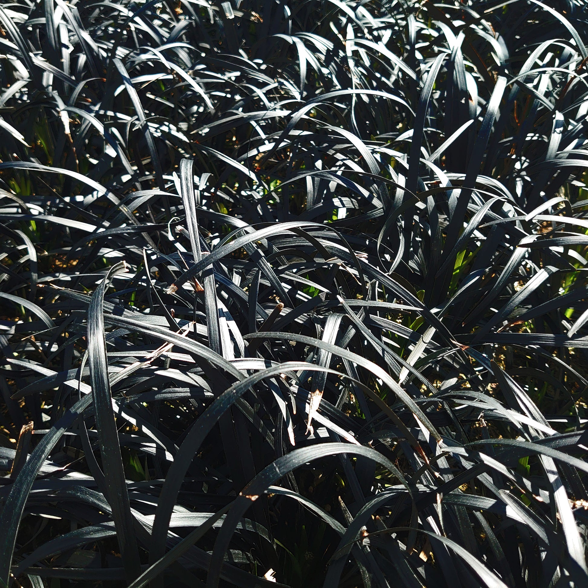 Ophiopogon planiscapus Niger -Schwarzer Schlangenbart