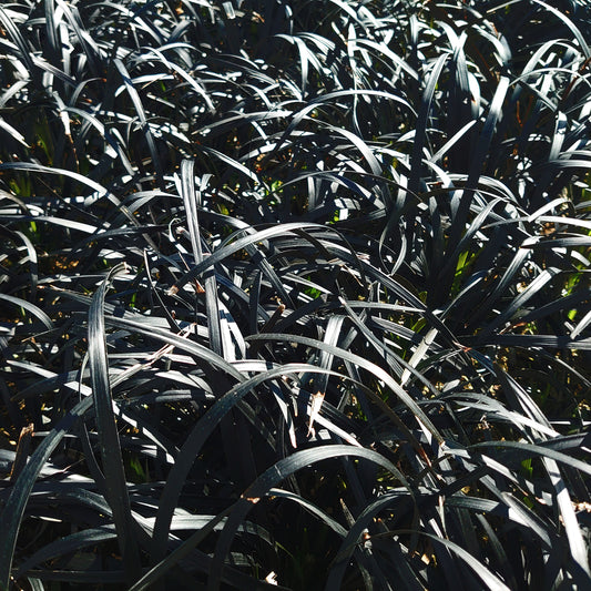 Ophiopogon planiscapus Niger -Schwarzer Schlangenbart