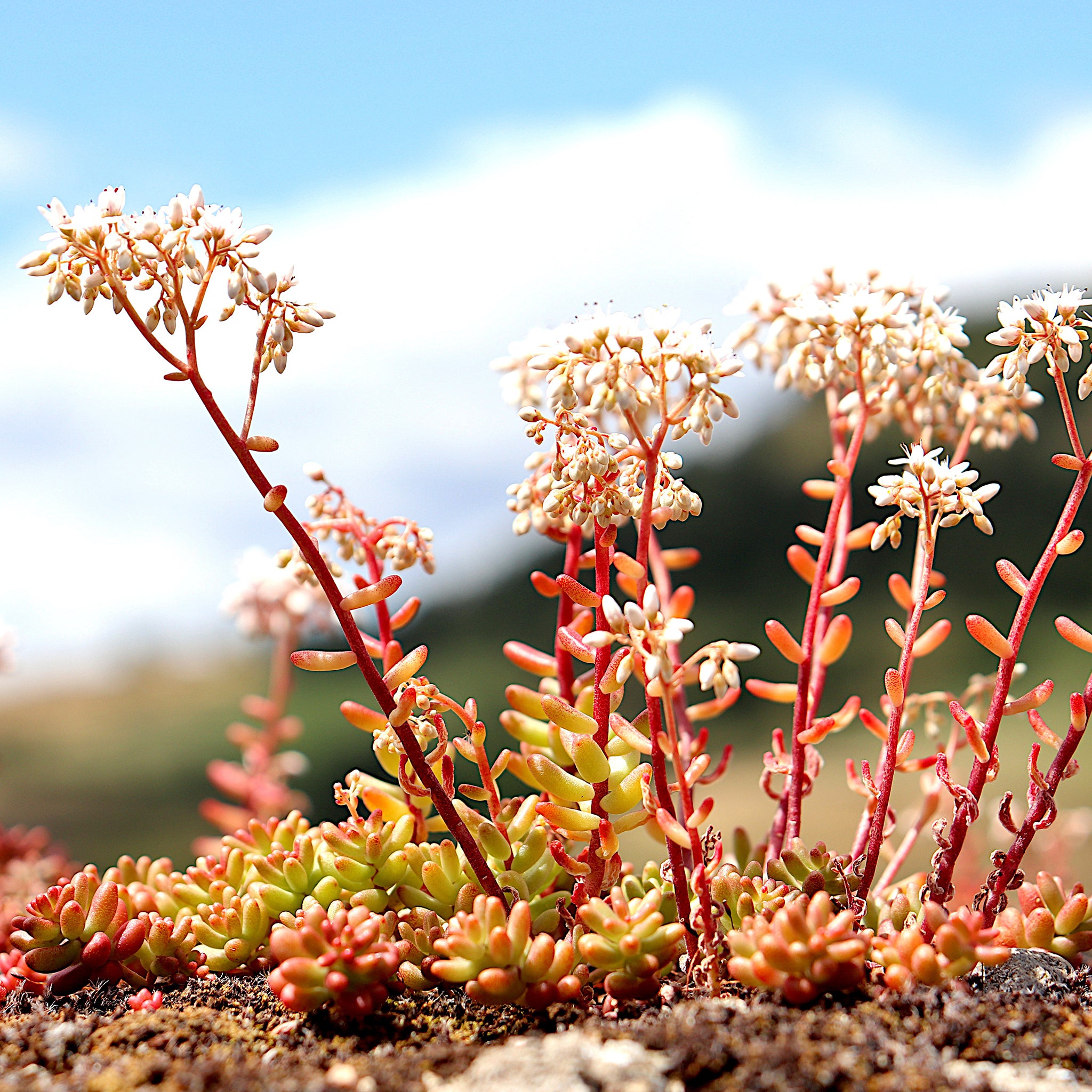 Sedum album 'Coral Carpet' - Rotmoos Mauerpfeffer