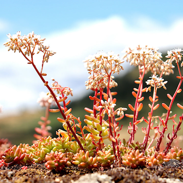 Sedum album 'Coral Carpet' - Rotmoos Mauerpfeffer