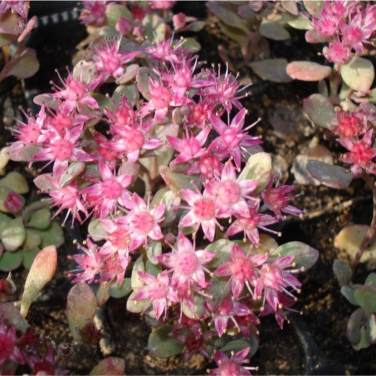 Sedum spurium 'Fuldaglut' - Teppich Sedum